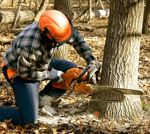 Tree Removal in Tahuya, WA